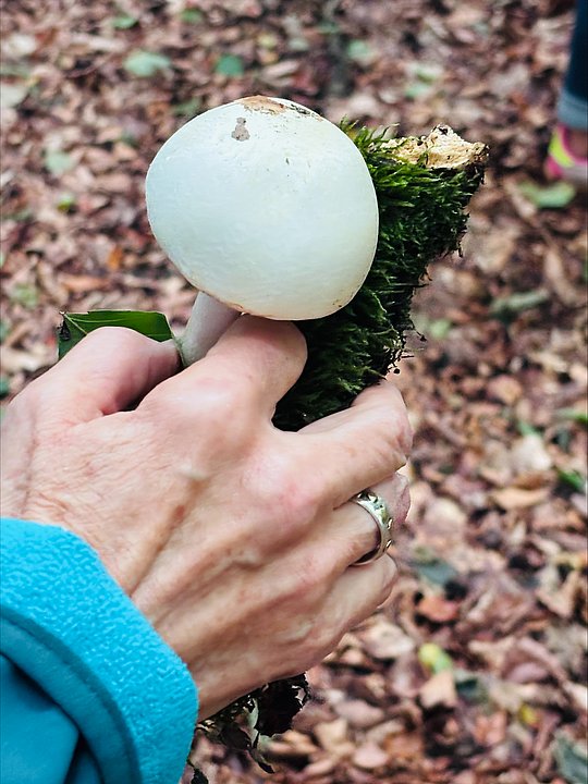 Hand mit einem Pilz und einem Stock