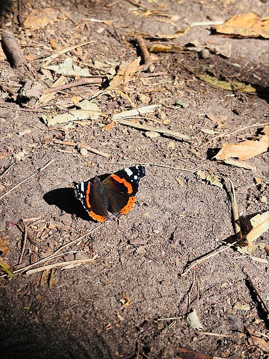 Schmetterling auf dem Boden